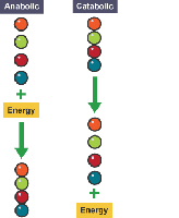 Anabolic and catabolic pathway diagram