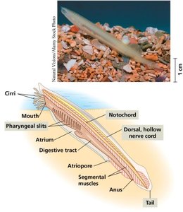 Lancelet anatomy and photo