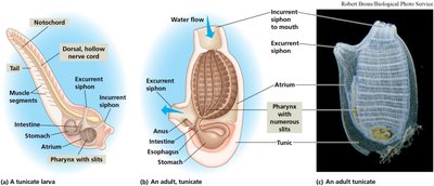 Tunicate larva and adult anatomy