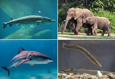 Examples of vertebrates: fish, shark, elephant, lamprey