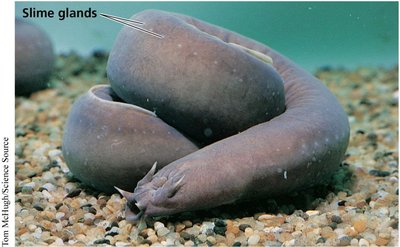 Hagfish with slime glands