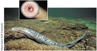 Lamprey with round mouth