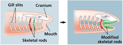 Evolution of jawbones from skeletal rods