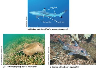 Examples of chondrichthyans: shark, ray, ratfish