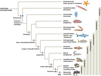 Phylogeny of living chordates