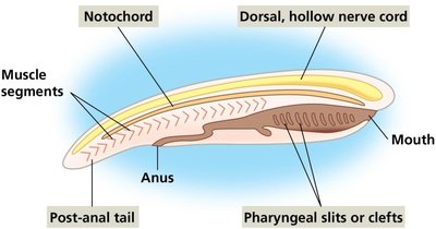 Diagram of chordate features: notochord, dorsal hollow nerve cord, pharyngeal slits, post-anal tail