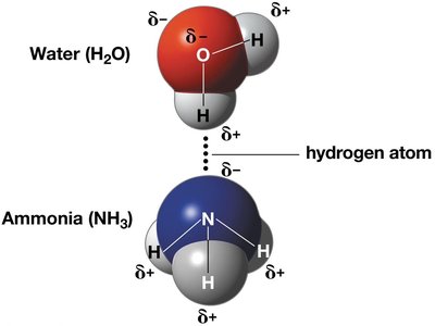 Hydrogen bond between water and ammonia molecules