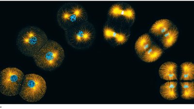 Visualization of mitosis stages with spindle fibers