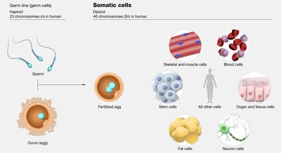 Diagram showing germ line and somatic cells