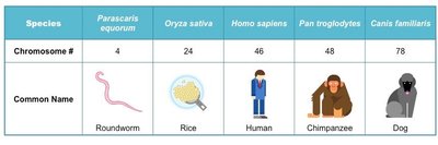 Table showing chromosome numbers in different species