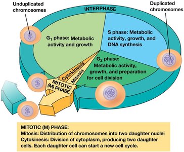 Cell cycle pie chart showing interphase and mitotic phase