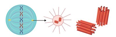 Diagram of mitotic spindle, centrosomes, and centrioles