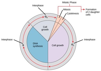 Diagram of cell cycle phases