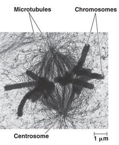 Diagram of spindle fibers, kinetochores, and metaphase plate
