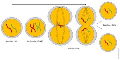 Diagram of cell division showing DNA replication and separation
