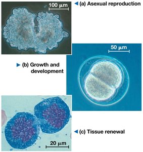 Images showing asexual reproduction, growth, and tissue renewal