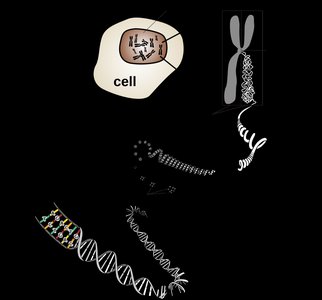 Diagram of DNA organization in a eukaryotic cell