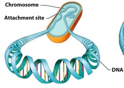 Diagram of DNA organization in a prokaryotic cell