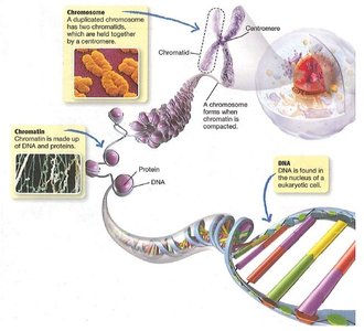 Diagram showing chromatin and chromosome structure