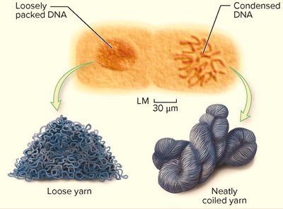 Comparison of loosely packed and condensed DNA