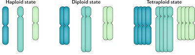 Diagram showing haploid, diploid, and tetraploid chromosome states
