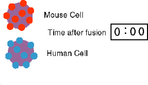Experiment showing diffusion of membrane proteins after cell fusion