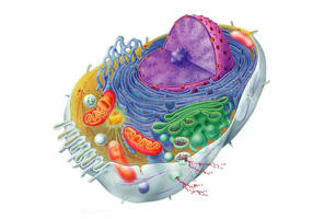 Eukaryotic cell structure