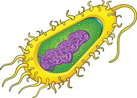 Prokaryotic cell structure