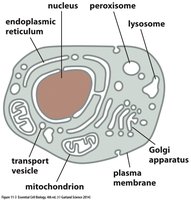 Phospholipid bilayer with hydrophilic heads and hydrophobic tails