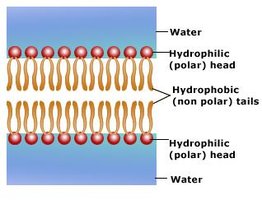 Phospholipid structure showing hydrophilic head and hydrophobic tails