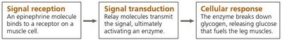 Three stages of cell signaling: signal reception, signal transduction, cellular response