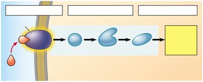 Diagram of a signal transduction pathway with missing labels