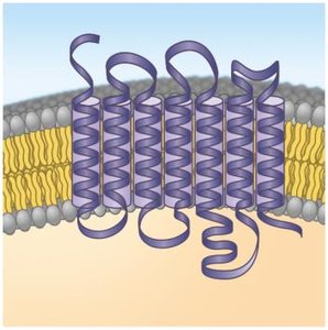 Ribbon model of a GPCR embedded in the plasma membrane