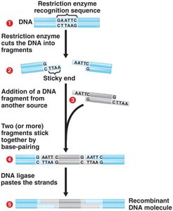 Restriction enzyme and recombinant DNA process