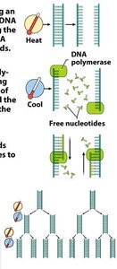 PCR process diagram