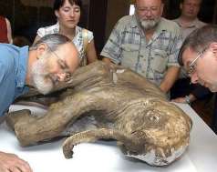 Ancient DNA extraction from extinct animals