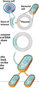 Gene cloning in bacteria