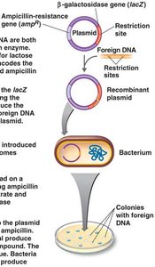 GFP reporter gene in transgenic organism
