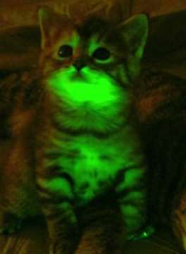 Cat expressing GFP gene