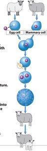 Animal cloning process