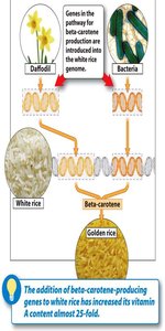 Golden rice with enhanced beta-carotene