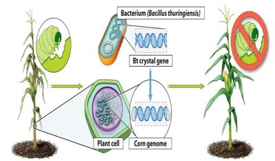 Bt corn with insect resistance