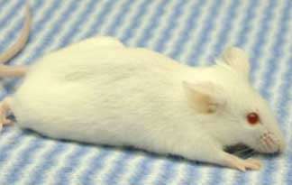 Cancer-resistant mouse