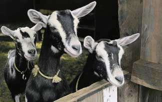 Goats producing spider silk protein