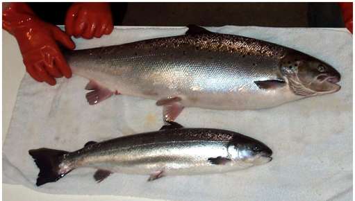 Transgenic salmon with growth hormone gene