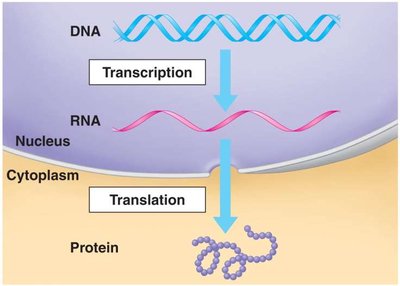 Diagram of transcription and translation