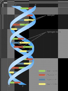 DNA double helix with base pairs