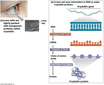 Gene expression process diagram
