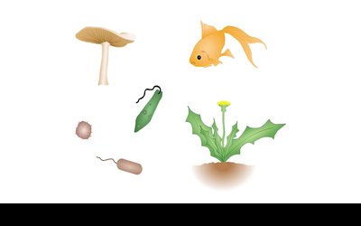 Diversity of life: mushroom, fish, plant, protist, bacteria