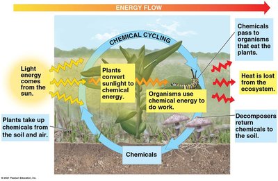 Energy flow and chemical cycling in ecosystems